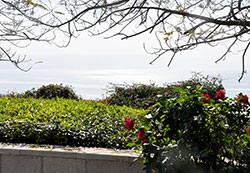 The Sea of Galilee shimmers in the background on Feb. 7 in this view from the Mount of Beatitudes on the northern shore of the sea, also known as Lake Tiberius. (Photo by Natalie Hoefer)